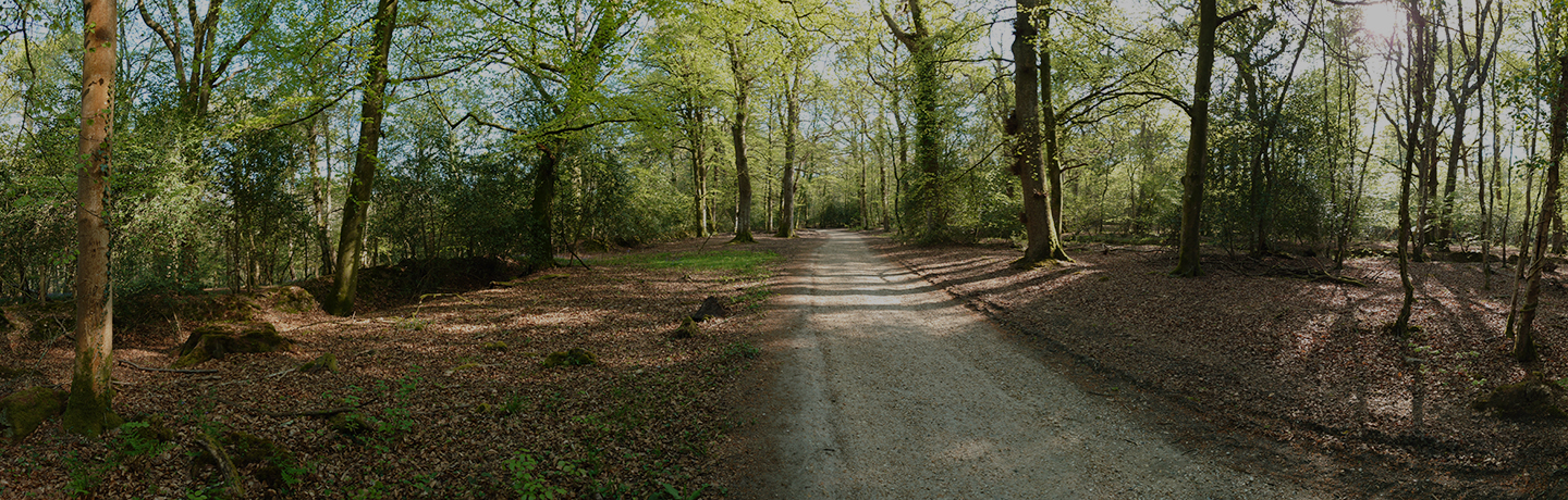 New Forest